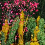 Pushpa-Kainkaryam-1-1